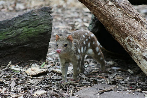 The Quoll 02