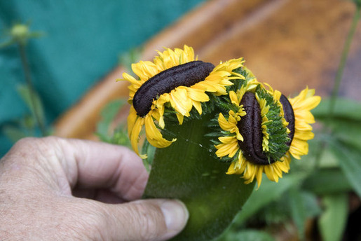 Plants That Are Totally Confused 14