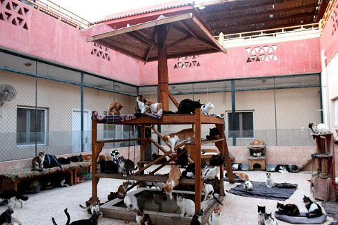 Animals Welfare in Egypt 01