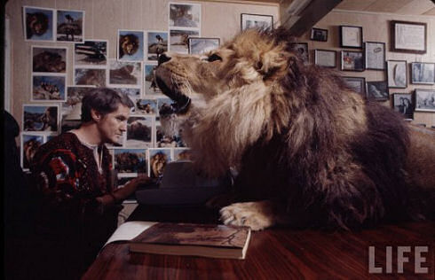 Living with a Lion, 1970s_01