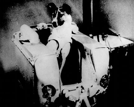 Laika_History