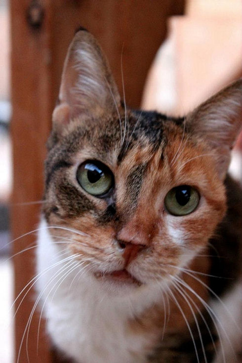 Animals Welfare in Egypt 17