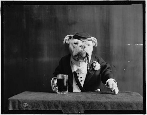 bulldog1