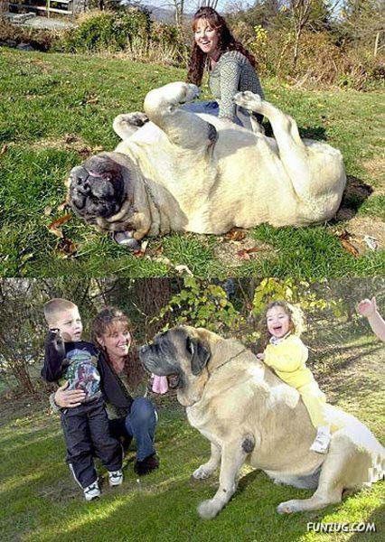 giant_dogs_world_12