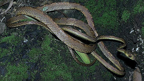 生物 昆虫のように巨大な目 新種の蛇を発見 エクアドル 付録部 Blog Bu