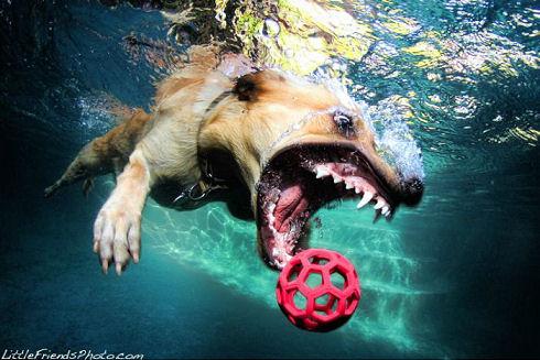 underwater_dogs_10