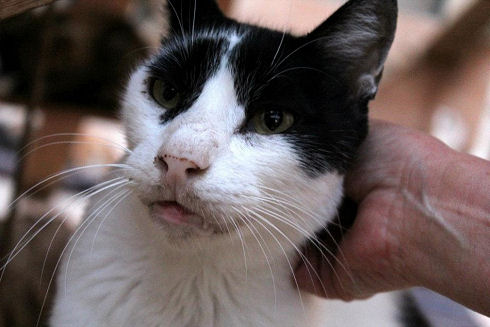 Animals Welfare in Egypt 10