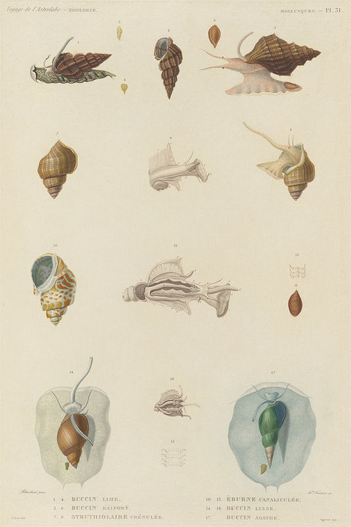 The Astrolabe Molluscs 10