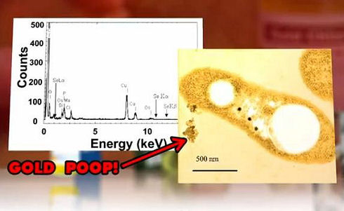 Meet the Bacteria That Produces Pure Gold3