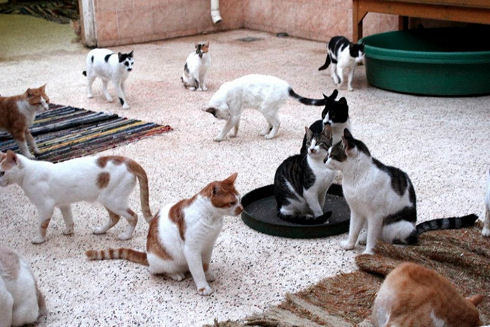 Animals Welfare in Egypt 12
