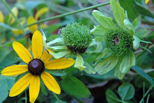 Plants That Are Totally Confused 16
