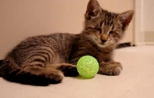 Oskar the Blind Kitten and His First Toys