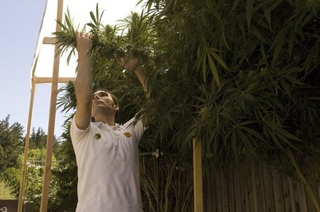 Production-of-marijuana-cigarettes-004
