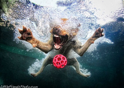 underwater_dogs_02
