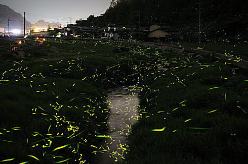 Gold Fireflies in Japan 04