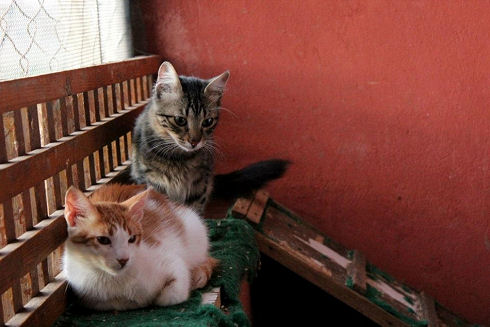 Animals Welfare in Egypt 22