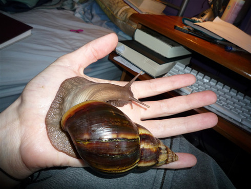 giant-african-snail-5