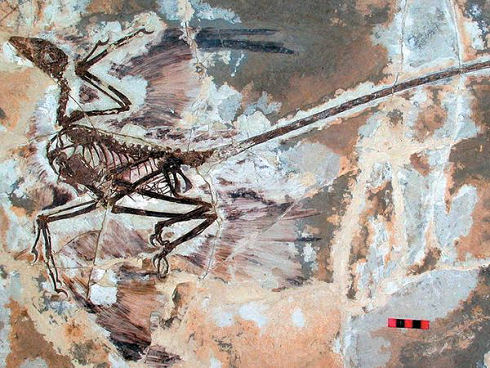 microraptor-fossil