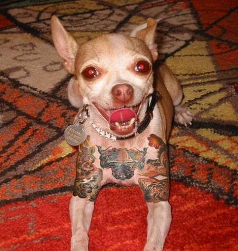 Tattooed-animals-06