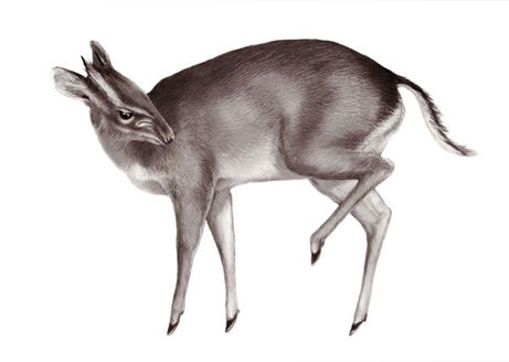 top-10-species-2010-walters-duiker_35907_big