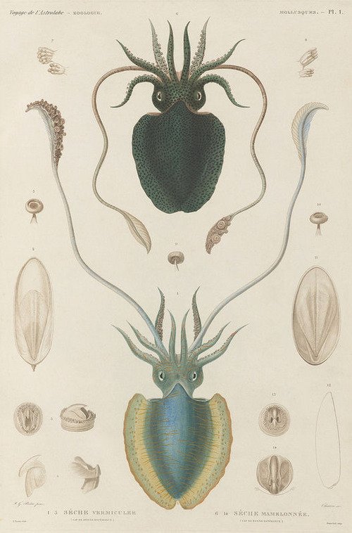 The Astrolabe Molluscs 01