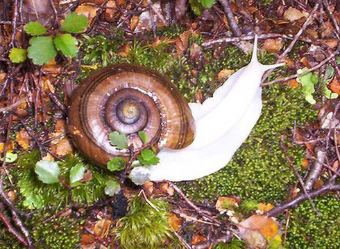 Albino snail 2