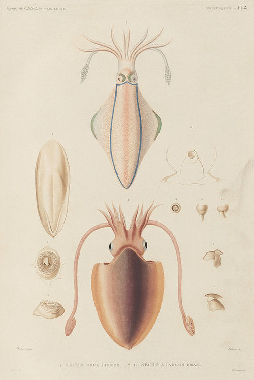 The Astrolabe Molluscs 04