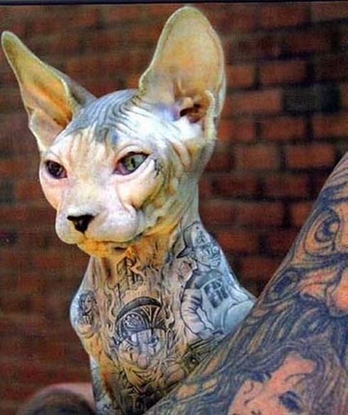 Tattooed-animals-05