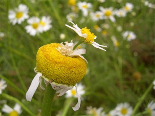 Plants That Are Totally Confused 05