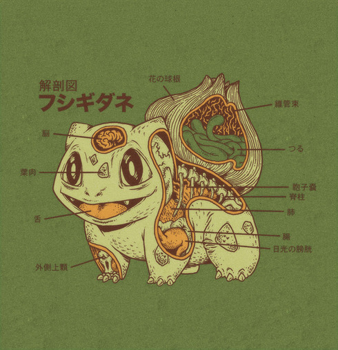 bulbasaur_anatomy_by_rye_bread-d5c4zzc