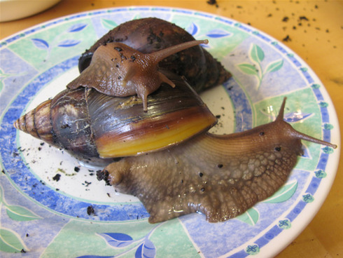 giant-african-snail-8