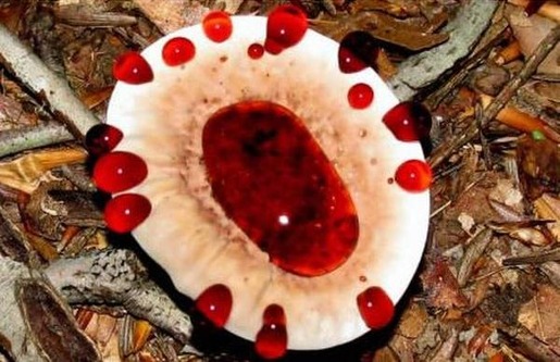 Hydnellum peckii 07