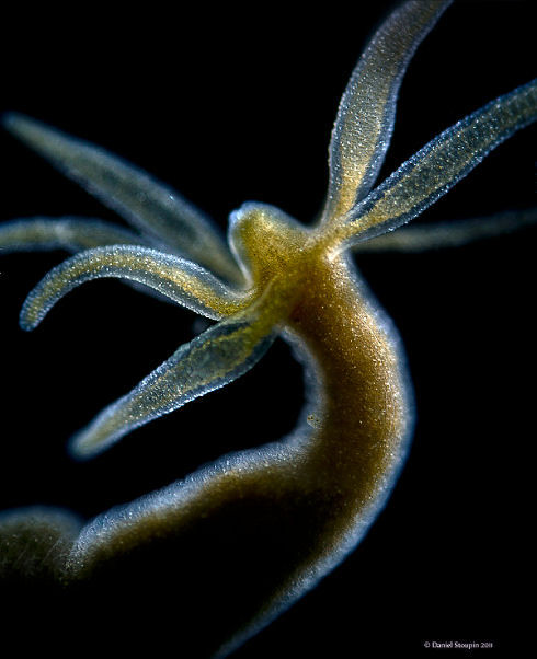 【画像】ミクロの世界の生き物たち(動画あり) : 付録部 blog-bu