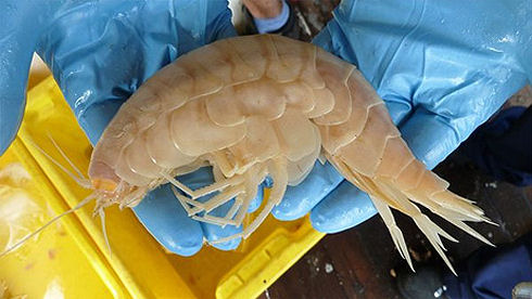 super-giant-amphipods-found-kermadec-trench-holding_48379_big