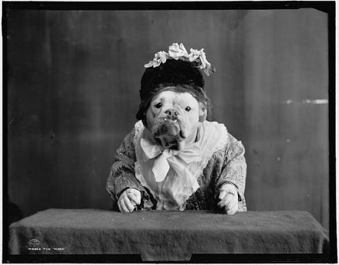 bulldog2