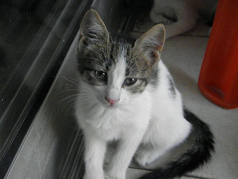 Animals Welfare in Egypt 23