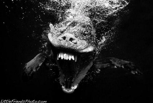 underwater_dogs_05