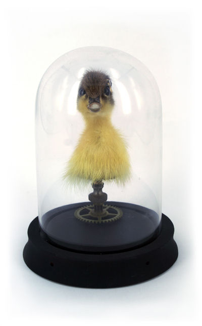 Fixed Duckling head front
