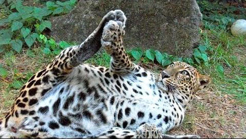 Goofy Leopards