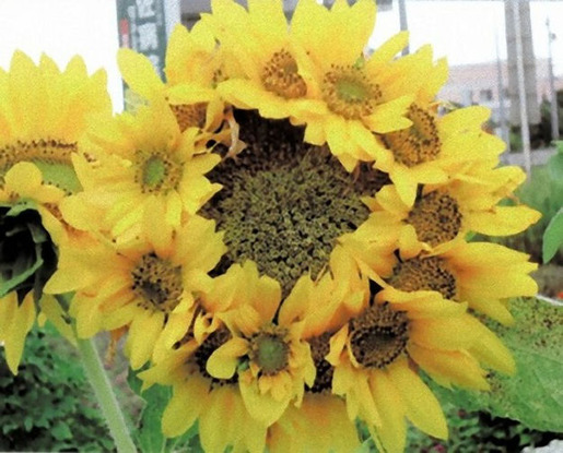 Plants That Are Totally Confused 01