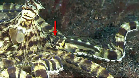 Jawfish_mimic_octopus