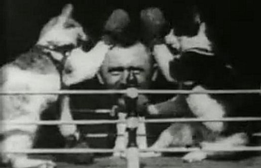 Thomas Edison - 1894 Boxing cats