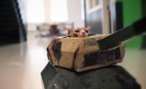 Cats in Tanks