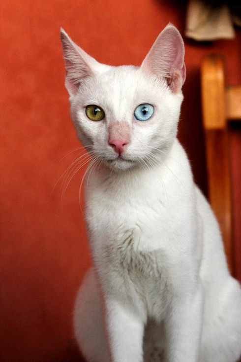 Animals Welfare in Egypt 20
