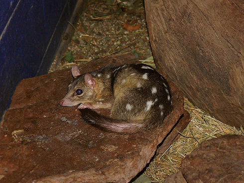 The Quoll 10