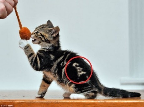 cat-with-word-cat-001