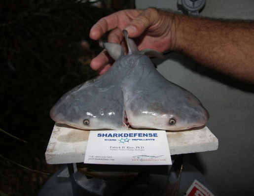 two-headed-sharks