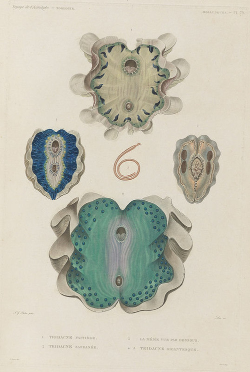 The Astrolabe Molluscs 18