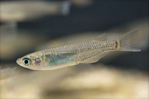 Oryzias_latipes