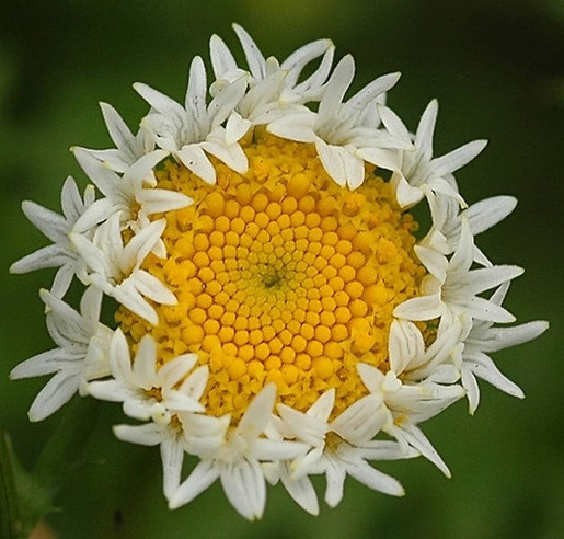 Plants That Are Totally Confused 10